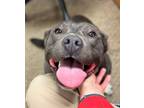 Adopt Zoey - In a foster home a Pit Bull Terrier, Mixed Breed