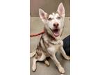 Adopt Noodle a Siberian Husky, Mixed Breed