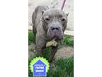 Adopt Ophelia a Pit Bull Terrier, Mixed Breed