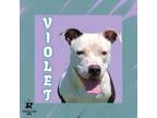 Adopt Violet a Mixed Breed