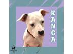 Adopt Kanga a Mixed Breed