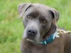 Adopt Misty a Pit Bull Terrier