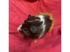 Adopt Lucy and Loretta a Guinea Pig