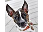 Adopt Piper a Mixed Breed, Jack Russell Terrier