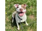 Adopt Ladybug a Pit Bull Terrier