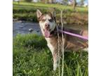 Adopt Dulce a Siberian Husky