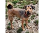 Adopt Daisy a Airedale Terrier, Shepherd