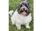Adopt Petra a Poodle, Bernese Mountain Dog