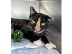 Adopt Aphid a Domestic Short Hair