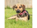 Adopt Peggie a Mixed Breed