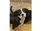 Adopt Gretchen 52640 a Mixed Breed