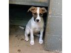 Adopt Opal a Jack Russell Terrier