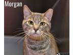 Adopt Morgan a Domestic Short Hair
