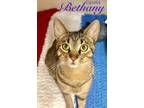 Adopt Bethany a Domestic Short Hair