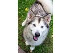 Adopt Luna a Siberian Husky, Mixed Breed