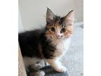 Adopt Curly Wurly a Domestic Short Hair