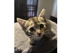 Adopt Mellow a Domestic Short Hair