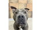 Adopt Kora a Pit Bull Terrier, Mixed Breed