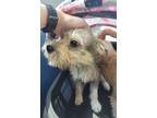 Adopt 55970413 a Terrier, Mixed Breed