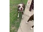 Adopt Jasmine a Pit Bull Terrier, Mixed Breed