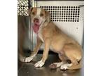 Adopt Aurora a Pit Bull Terrier, Mixed Breed