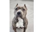 Adopt Inez a Pit Bull Terrier, Mixed Breed