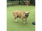 Adopt Lydia a Black Mouth Cur, Mixed Breed