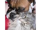 Experienced, Reliable Pet Sitter in Pembroke, Ontario - $20 per day -