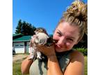 Trustworthy Pet Sitter in Okotoks, Alberta - $20/Hour - Book Now!