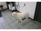 Adopt Danni a Great Pyrenees, Mixed Breed