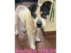 Adopt Dog Kennel #6 a Border Collie, Mixed Breed