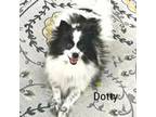 Adopt Dotty a Pomeranian
