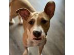 Adopt Berry Monsoon a Pit Bull Terrier