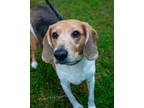 Adopt Crunch/lady a Beagle, Hound