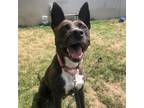 Adopt Edamame a Pit Bull Terrier