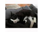 Adopt Cookie (fka Delight) a Domestic Short Hair