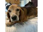 Adopt Agnes a Beagle