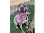 Adopt Zena a Pit Bull Terrier, Mixed Breed
