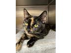 Adopt Raygen a Domestic Short Hair