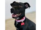 Adopt Roxy a Terrier, Mixed Breed