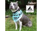 Adopt Ash a Pit Bull Terrier