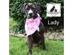 Adopt Lady a Pit Bull Terrier