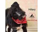 Adopt Hillary a Labrador Retriever, Poodle