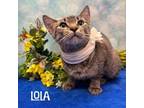 Adopt Lola a American Bobtail