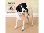 Adopt Jasmine a Beagle