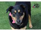 Adopt Cookie a Mixed Breed