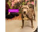 Adopt Grayza a Pit Bull Terrier