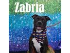 Adopt Zabria a Pit Bull Terrier