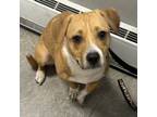 Adopt Erica a Mixed Breed