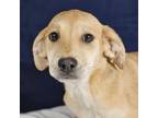 Adopt Dragonfly a Black Mouth Cur